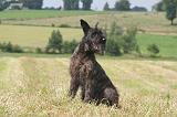 BOUVIER DES ARDENNES 332